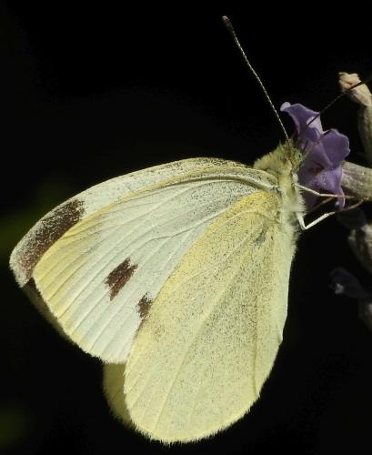 Réf. 267 138 : Pieris mannii